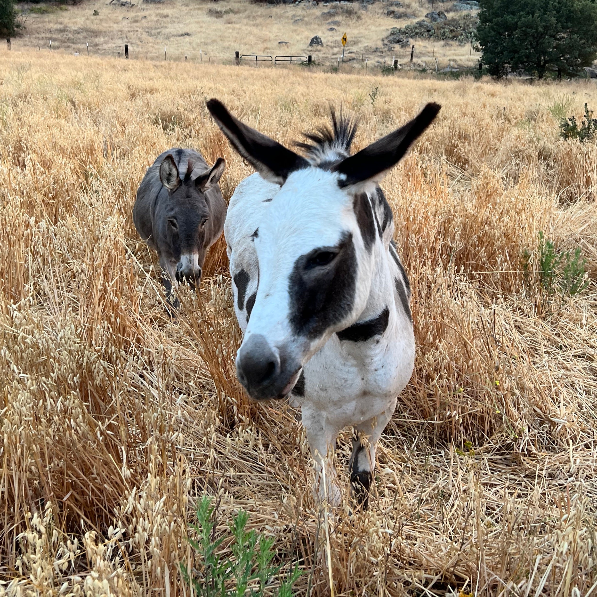 About | Why – Red Cloud Ranch